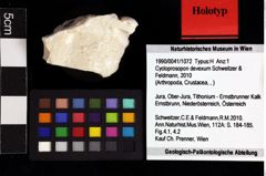 Foto (Objket + Etiketten) von Cycloprosopon devexum (Schweitzer & Feldmann, 2010) 